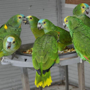 AMAZON PARROTS