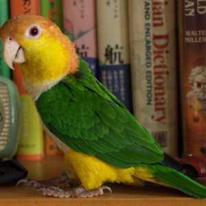 CAIQUE