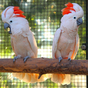 COCKATOO PARROTS