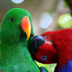 ECLECTUS