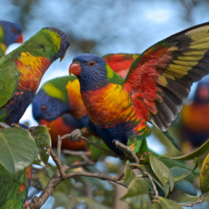 LORIES AND LORIKEETS