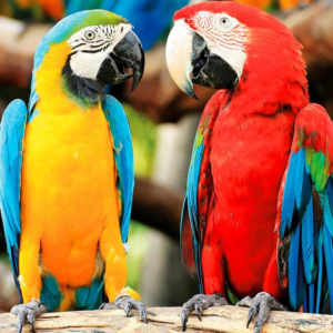 MACAW PARROTS