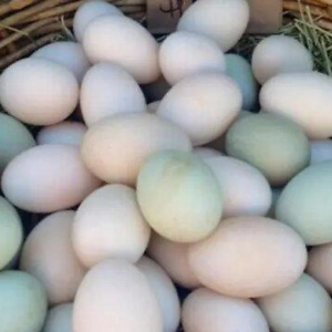 PARROT EGGS