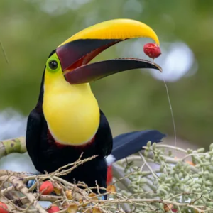 TOUCAN