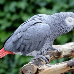 AFRICAN GREY