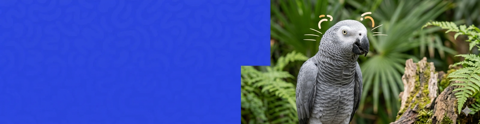 African Grey Parrot