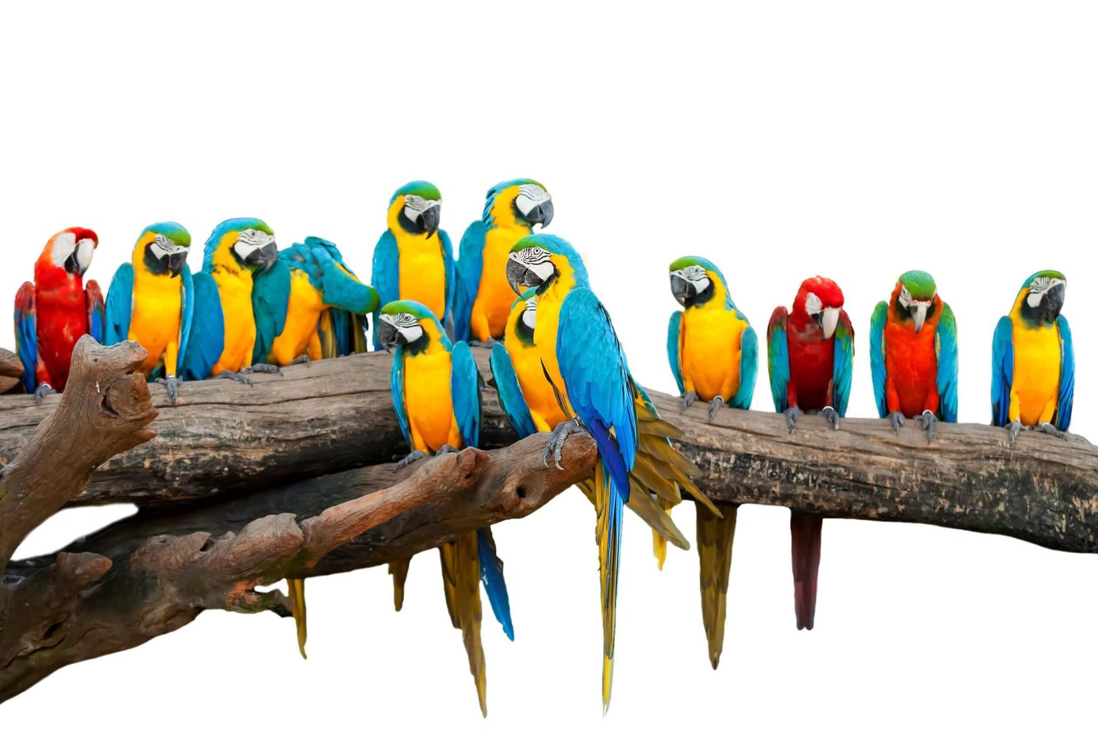Shop Live Parrots