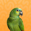 AMAZON PARROTS