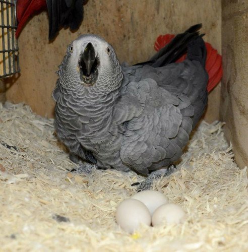 African Grey Parrot Eggs