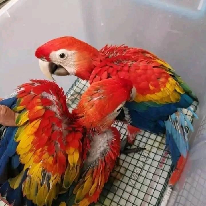 Benny and Evie Scarlet Macaw for Sale