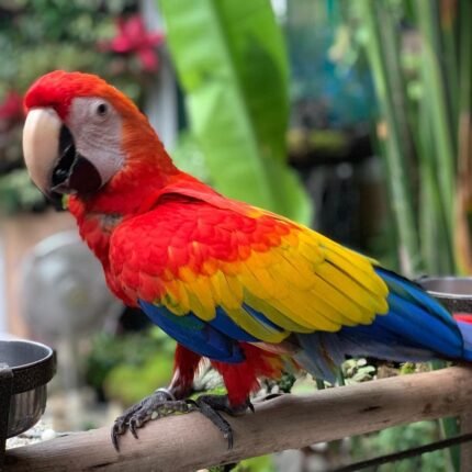 Betty female Scarlet Macaw for sale