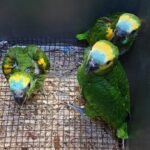 Baby Blue Fronted Amazon Parrot for Sale