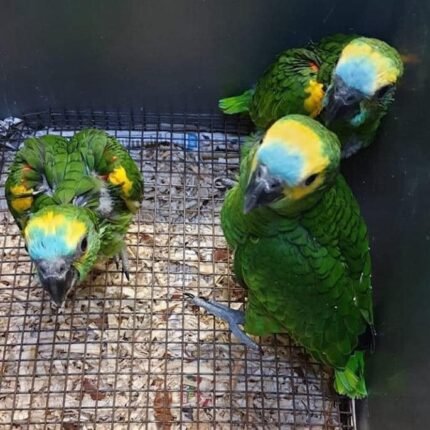 Baby Blue Fronted Amazon Parrot for Sale