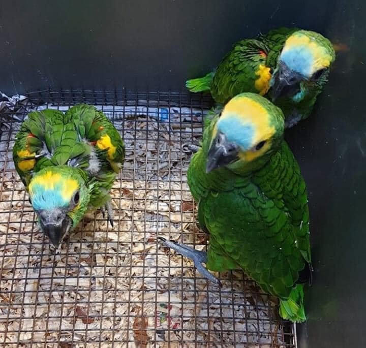 Baby Blue Fronted Amazon Parrot for Sale