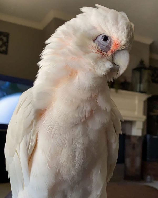 Bare-Eyed Cockatoos