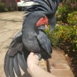 Black Palm Cockatoos for Sale