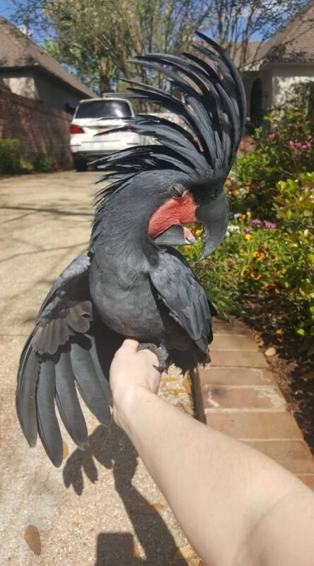 Black Palm Cockatoos for Sale