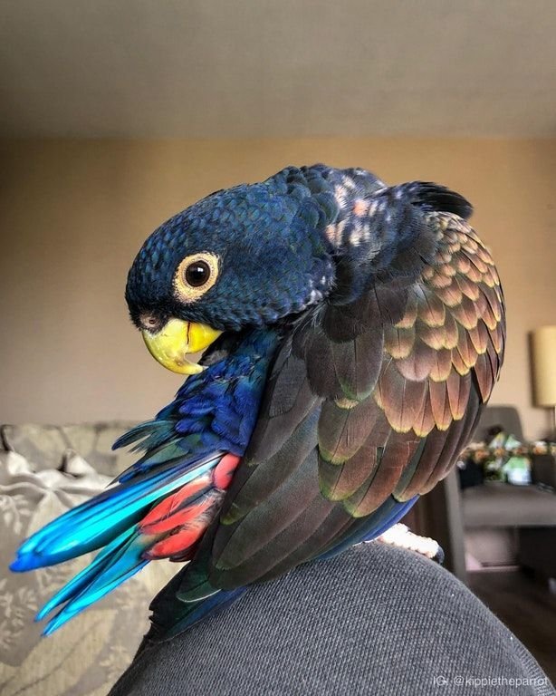 Bronze Winged Pionus parrot for sale