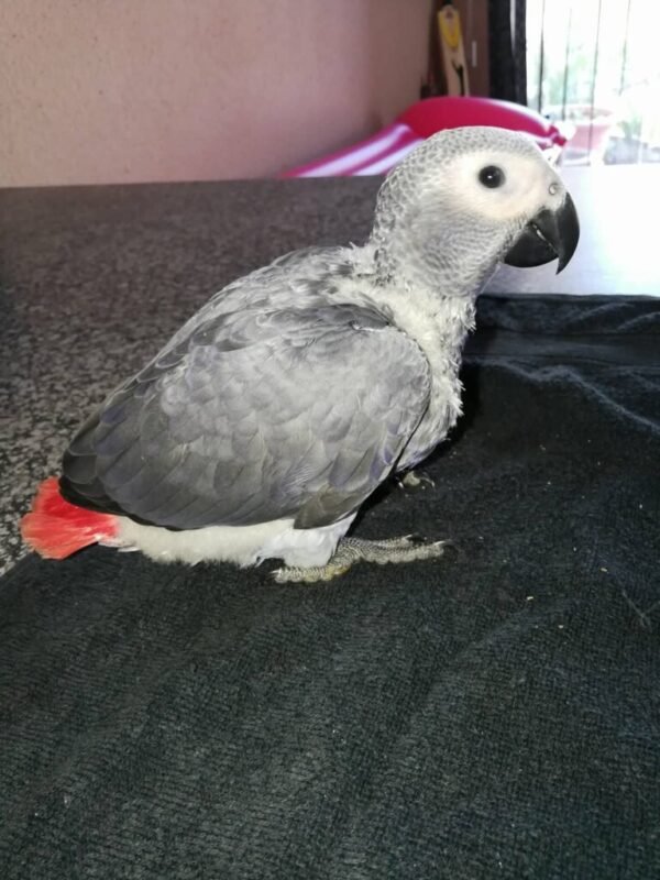 Buy Baby African Grey Parrot Online