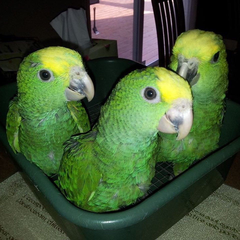 Buy Baby Double Yellow Headed Amazon Parrot Online Buy Baby Double Yellow Headed Amazon Parrot Online