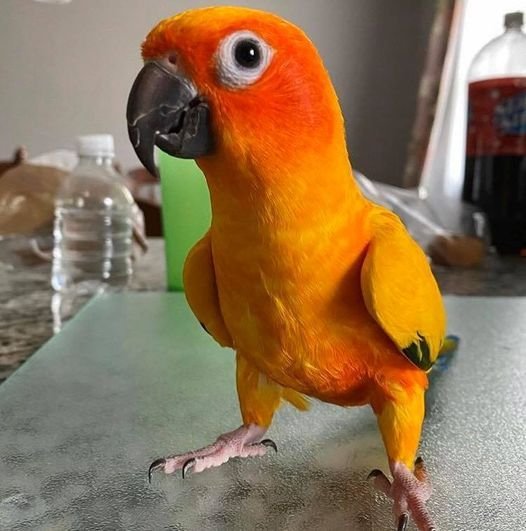 Buy Baby Sun Conures Online