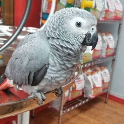 Buy Baby Timneh African Grey Parrot online