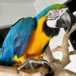 Buy Blue and Gold Macaw Online