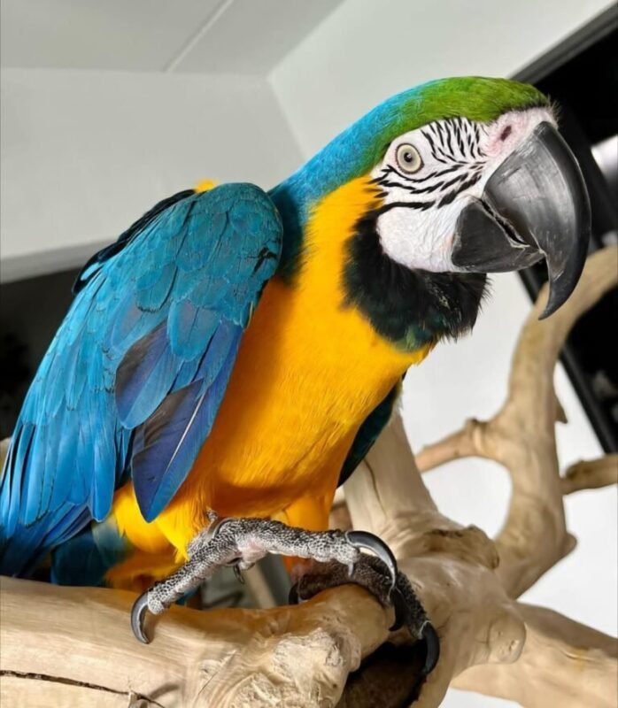 Buy Blue and Gold Macaw Online