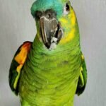 Buy Blue Fronted Amazon Parrot Online