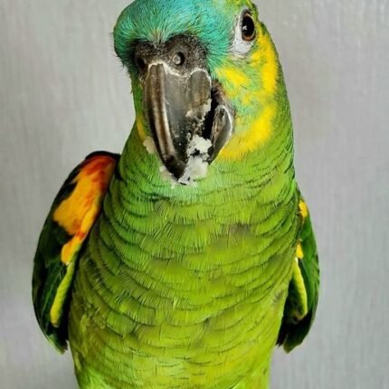 Buy Blue Fronted Amazon Parrot Online
