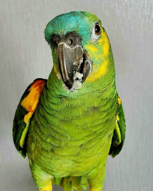 Buy Blue Fronted Amazon Parrot Online