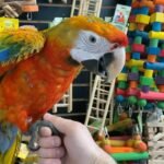 Buy Camelot Macaw Online