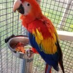Buy Charlie male Scarlet Macaw for sale. Healthy, hand-raised, DNA-tested macaw parrot ready for a loving home.