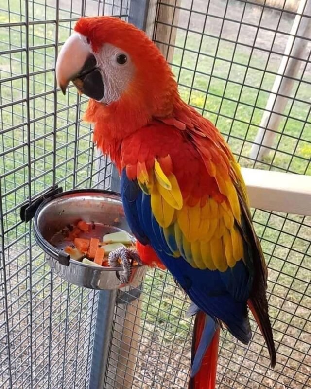 Buy Charlie male Scarlet Macaw for sale. Healthy, hand-raised, DNA-tested macaw parrot ready for a loving home.