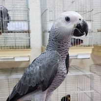 Buy Congo African grey parrot Online