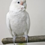 Buy Goffin Cockatoos Online