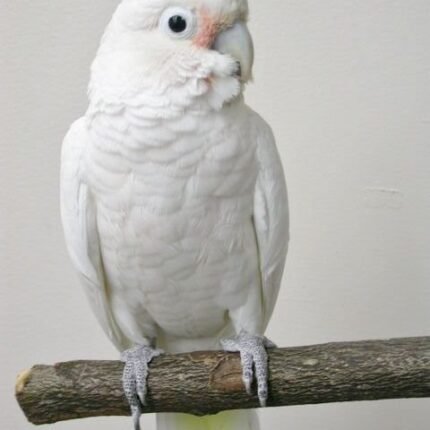 Buy Goffin Cockatoos Online