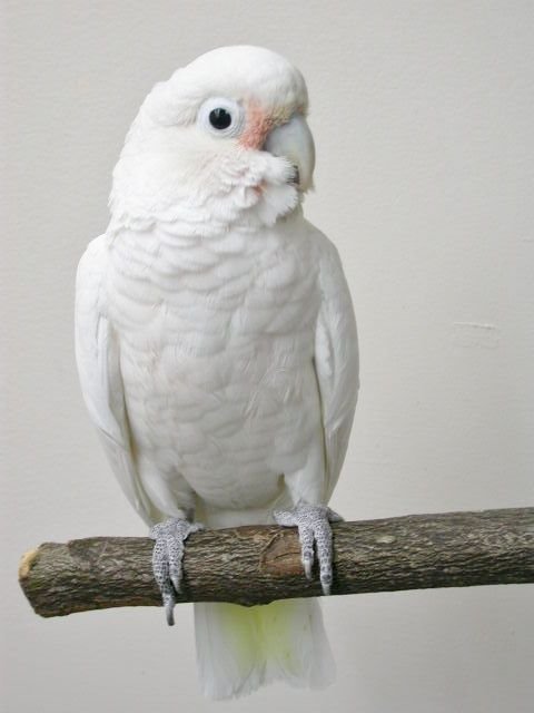 Buy Goffin Cockatoos Online