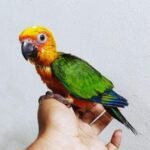 Buy Sun Conures Online