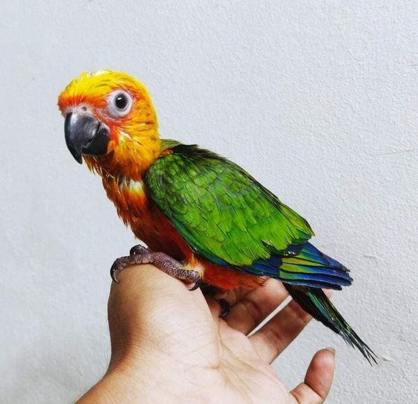 Buy Sun Conures Online