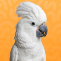 cockatoo-parrots-for-sale