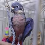 Dusky Pionus Parrot for Sale