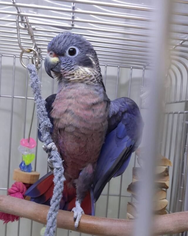 Dusky Pionus Parrot for Sale