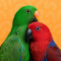 ECLECTUS PARROT