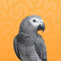 AFRICAN GREY PARROT