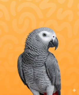 AFRICAN GREY PARROT