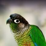Green Cheek Conures for Sale