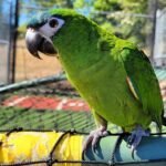 Hahn’s Macaw Parrot (Jojo) for Sale