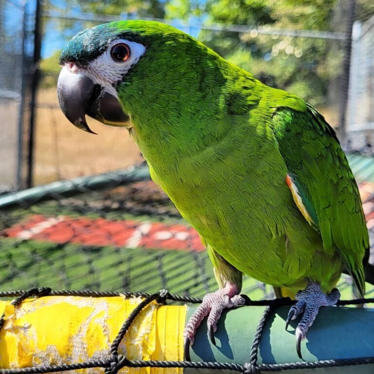 Hahn’s Macaw Parrot (Jojo) for Sale