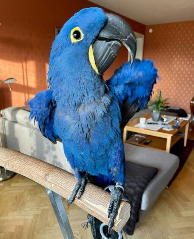 Hyacinth Macaw for Sale